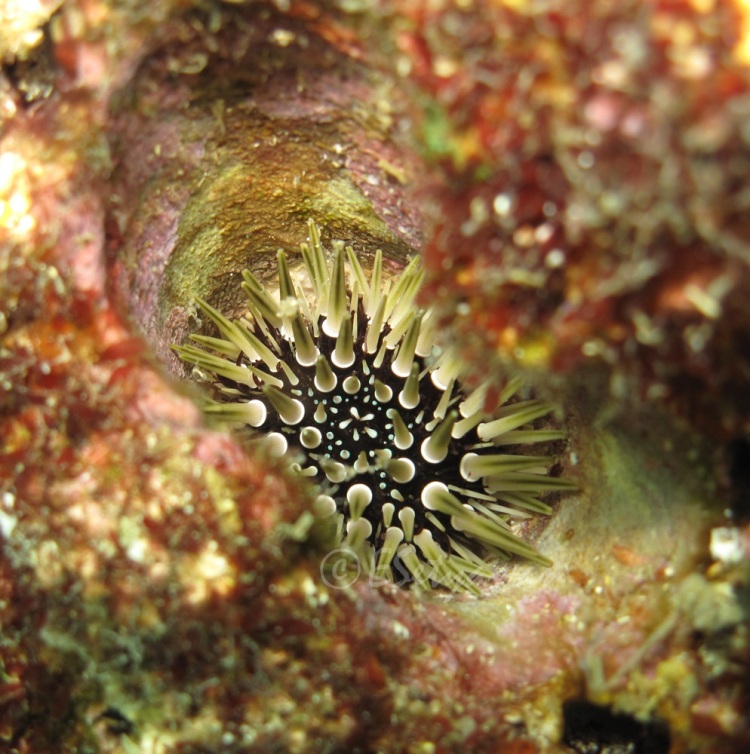 The sea urchin (Echinometra mathaei) is hiding in a crevice. This burrower provides more space for other species like crustaceans, mollusks,   etc